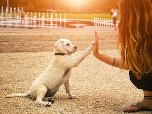 phytosphingosine dog